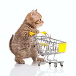 british cat with shopping cart isolated on white. kitten osolated