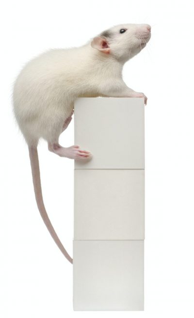 Common rat or sewer rat or wharf rat, Rattus norvegicus, 4 months old, on box,