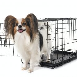 Dog Crates, Gates & Containment