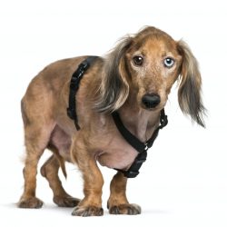 Old Dachshund, sausage dog in front of white background