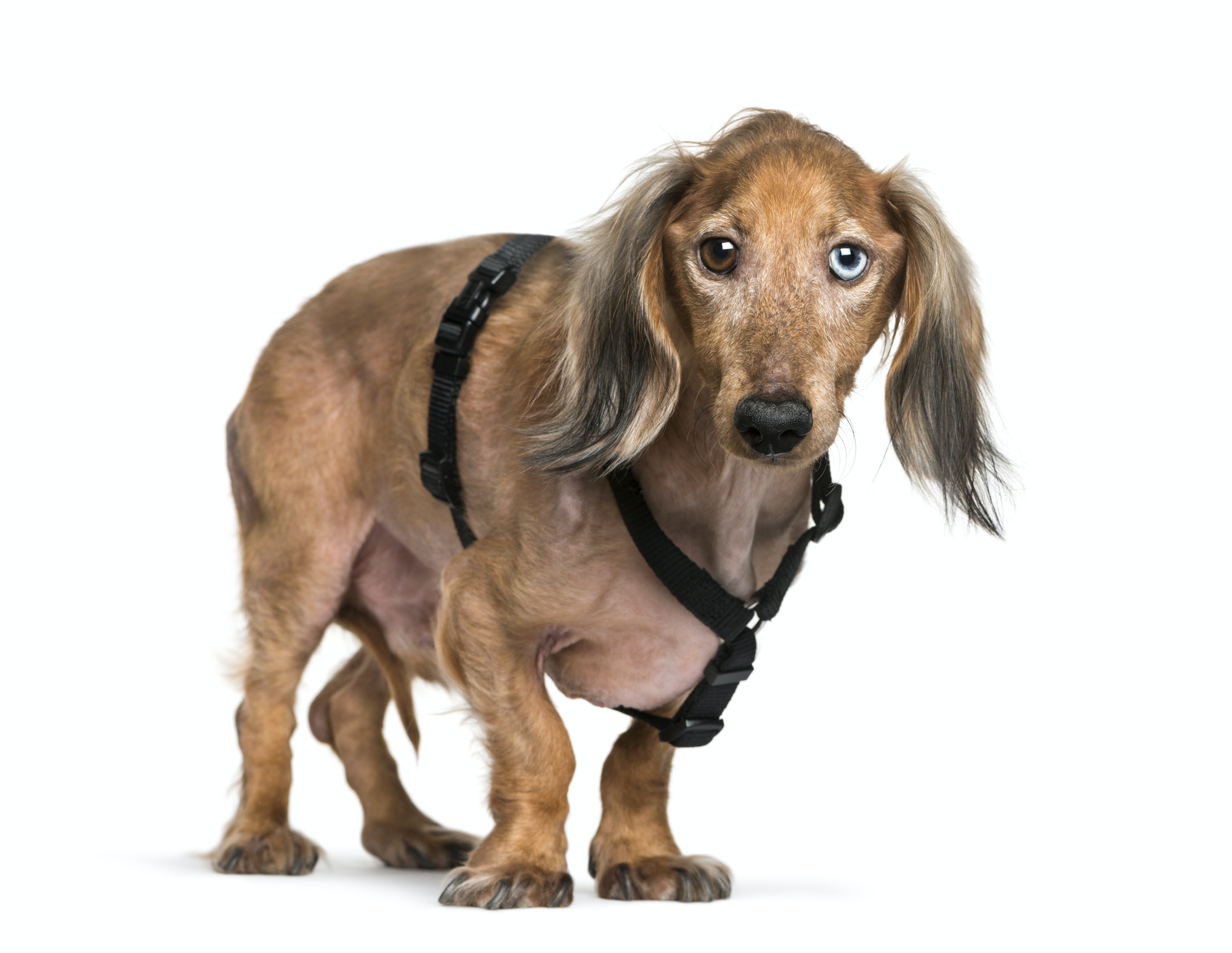 Old Dachshund, sausage dog in front of white background