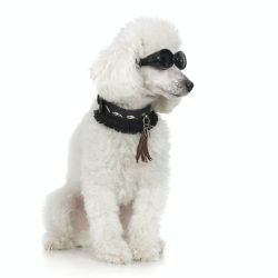 Poodle