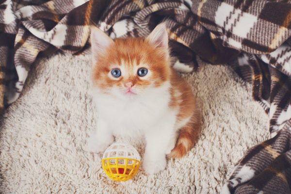 Red orange cute kitten at blue wood