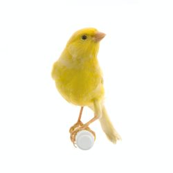 Yellow canary on its perch