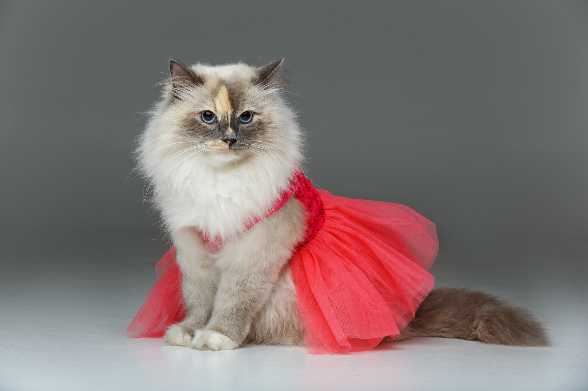 beautiful birma cat in pink dress