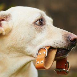 Leashes, Collars & Harnesses