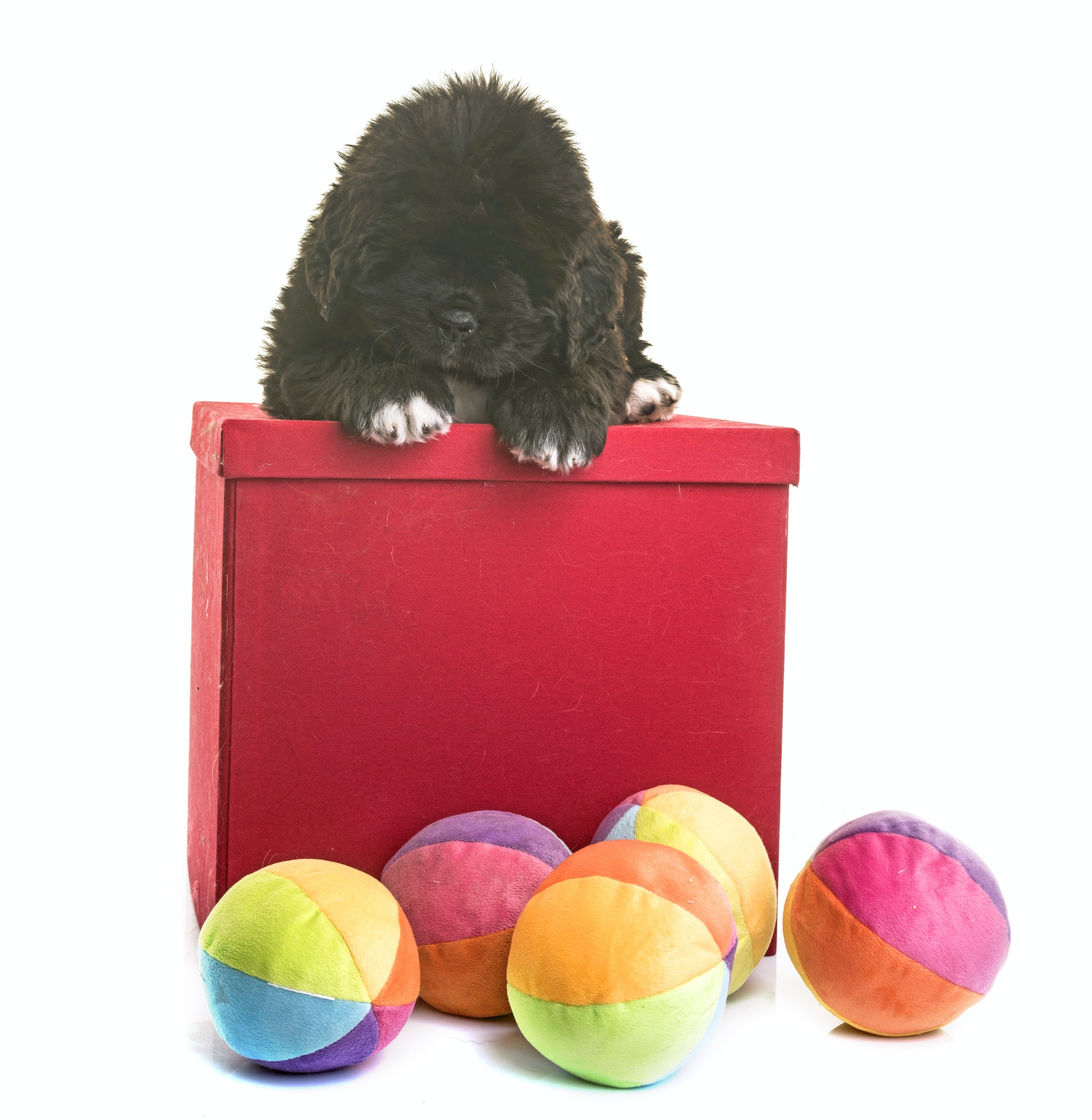puppy newfoundland dog