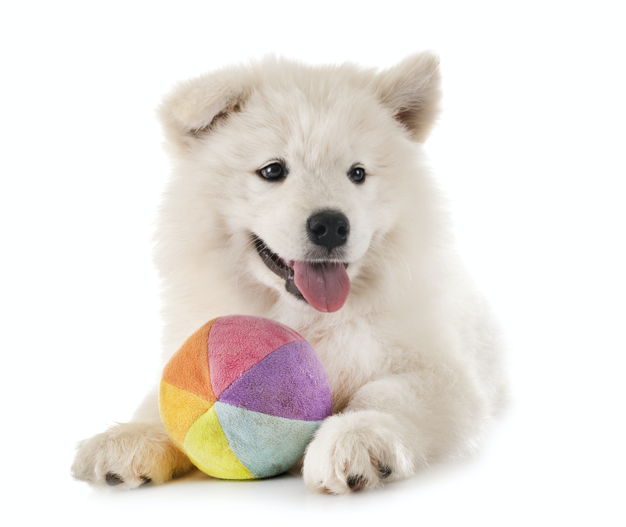 puppy samoyed dog in studio