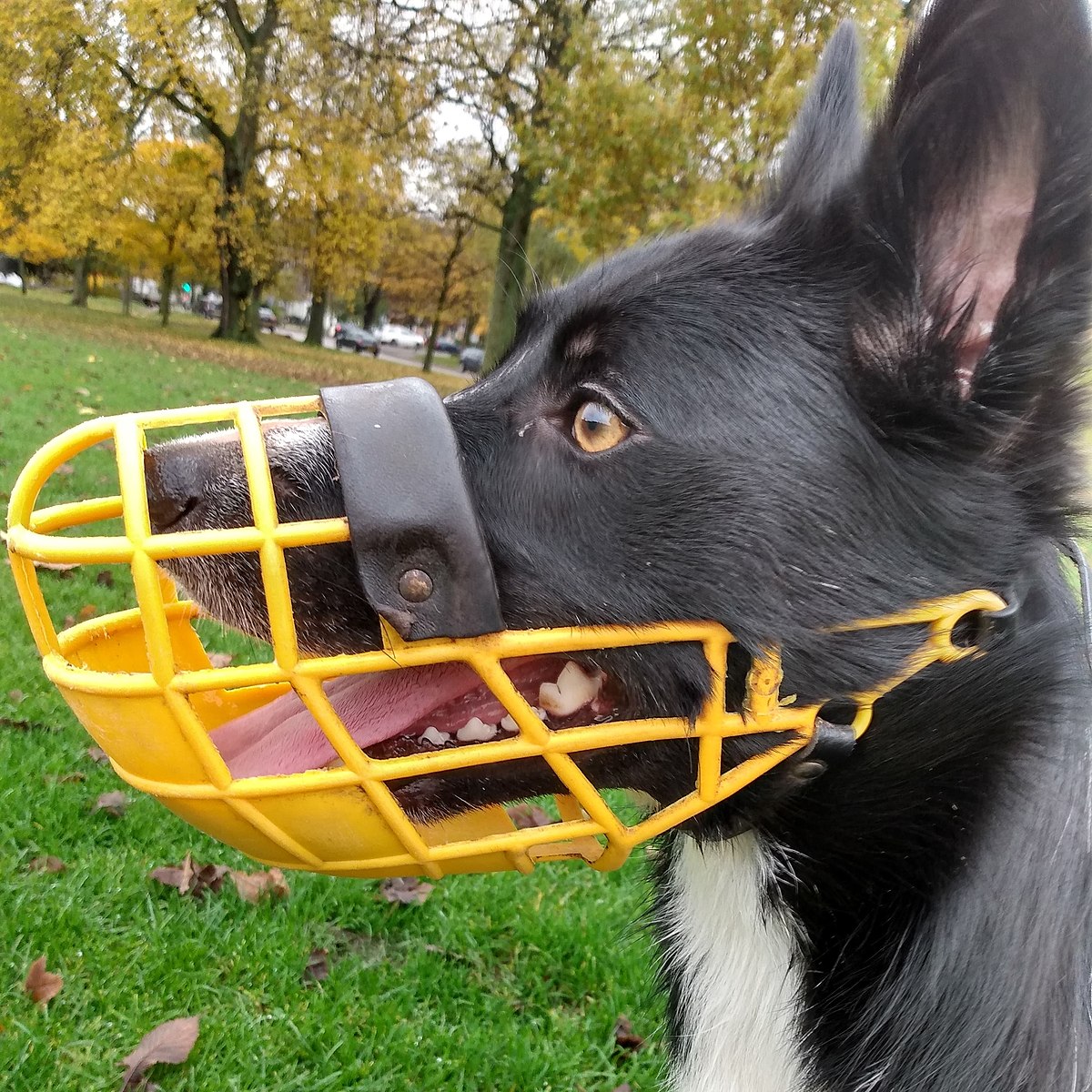 Muzzles