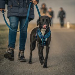 Training Collars, Leashes & Harnesses