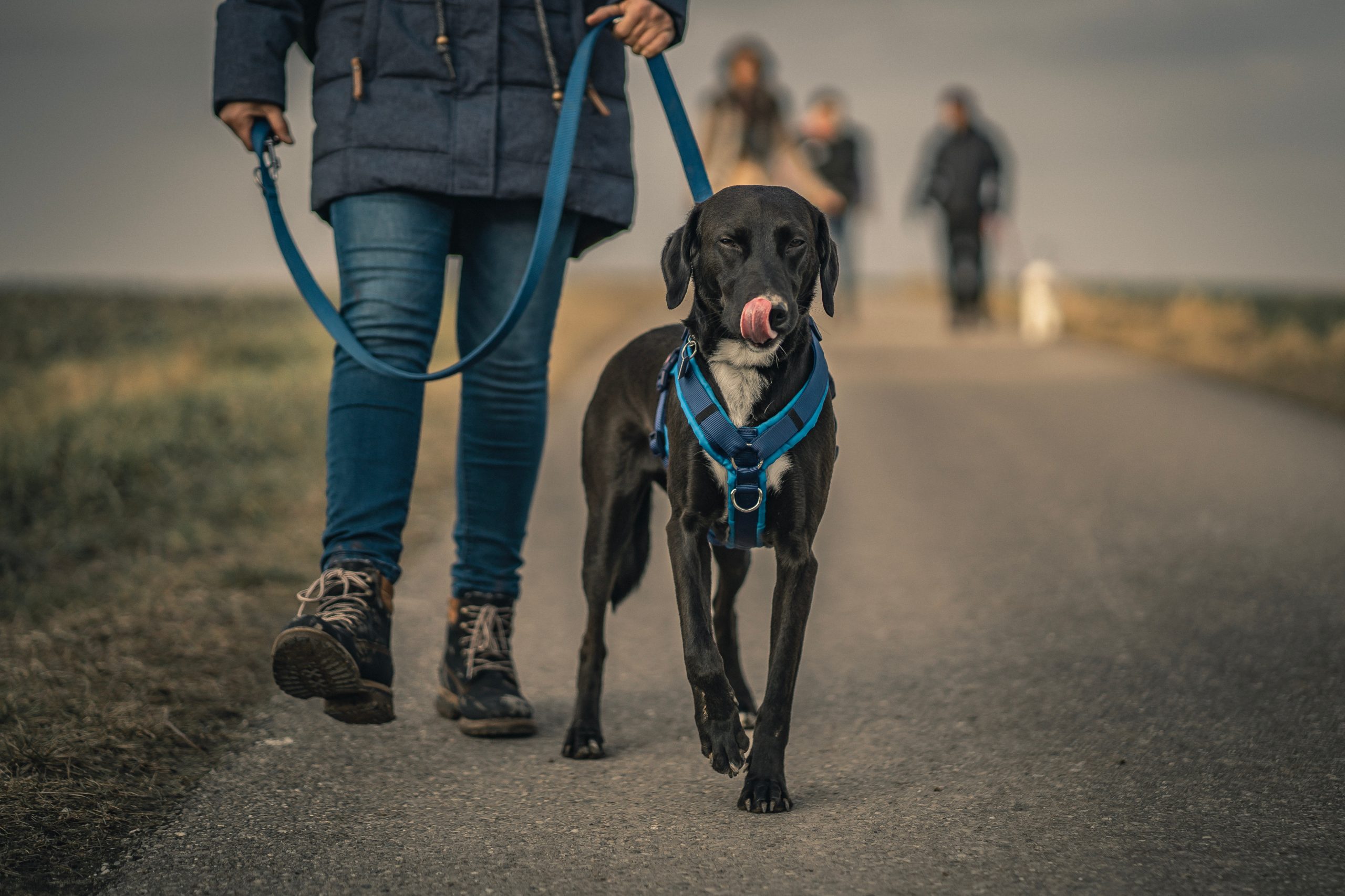 Training Collars, Leashes & Harnesses