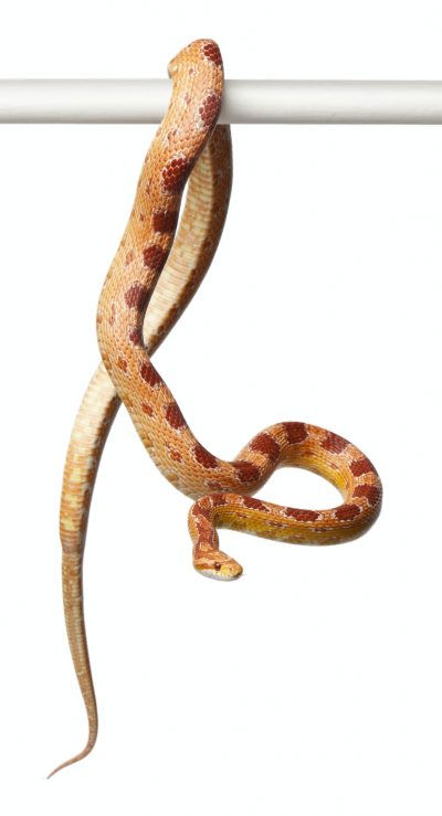 Okeetee albino Corn Snake, Pantherophis guttatus, in front of white background
