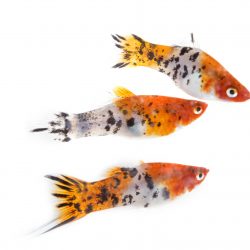 colorful Xiphophorus in front of white background