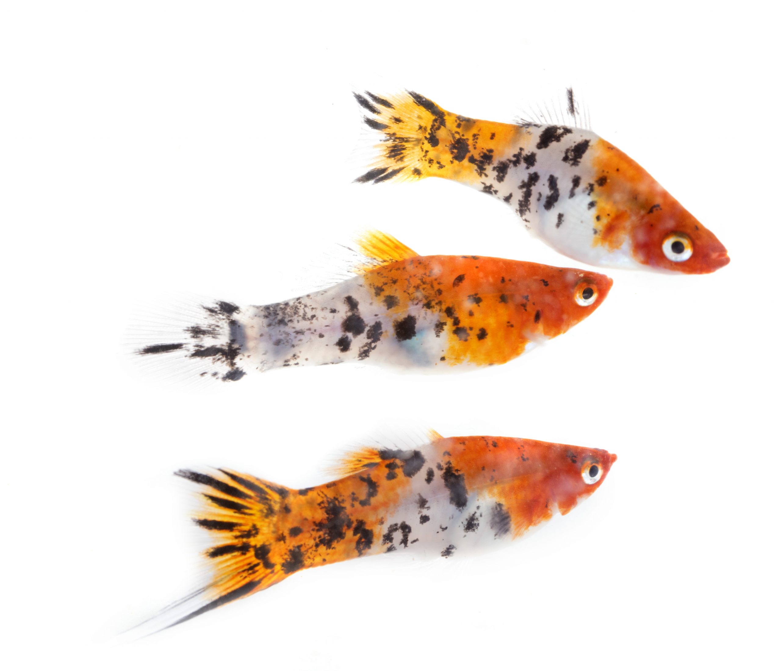 Fish