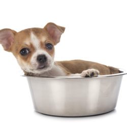 Dog Bowls & Feeders