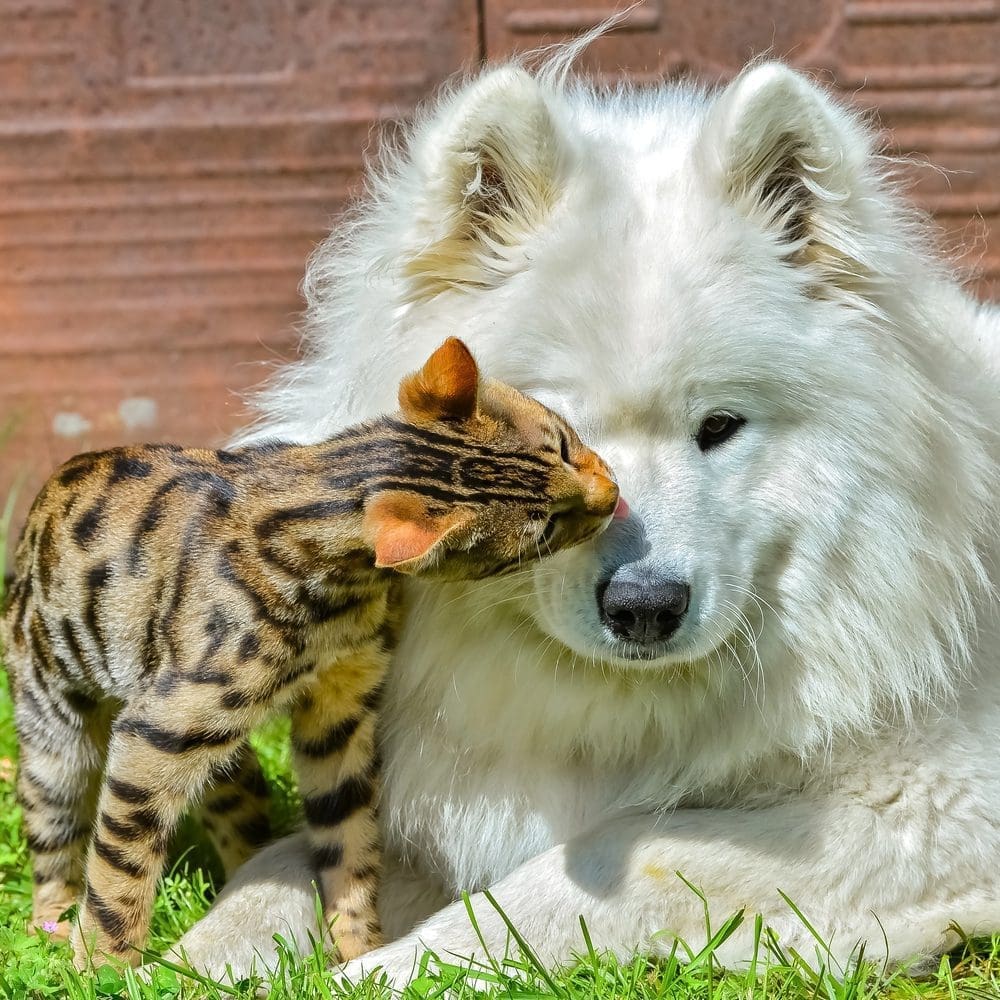Samoyed white dog and bengal cat together cuddling outside